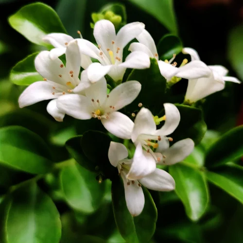 orange jasmine