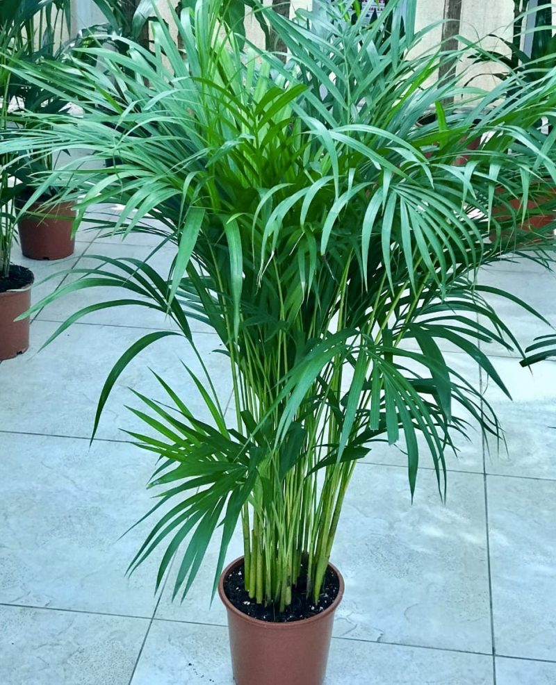 Chrysalidocarpus Lutescens Or Areca Palm 