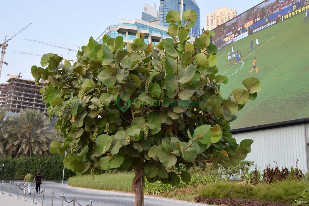 Coccoloba Uvifera Or Sea Grape 1 0 1 5m Buy Online Green Souq Uae