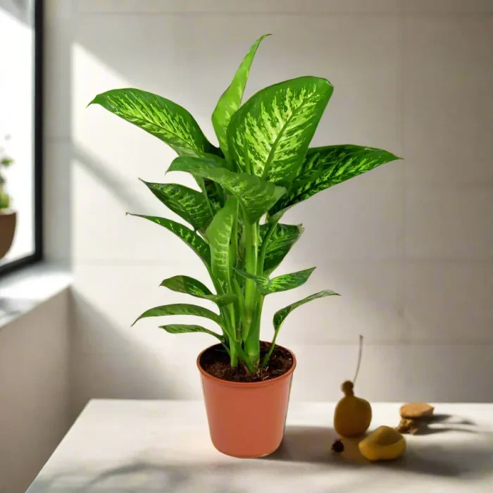 Dieffenbachia-Tropic-Snow_greensouq