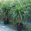 Dracaena draco, Drago or Dragon Tree