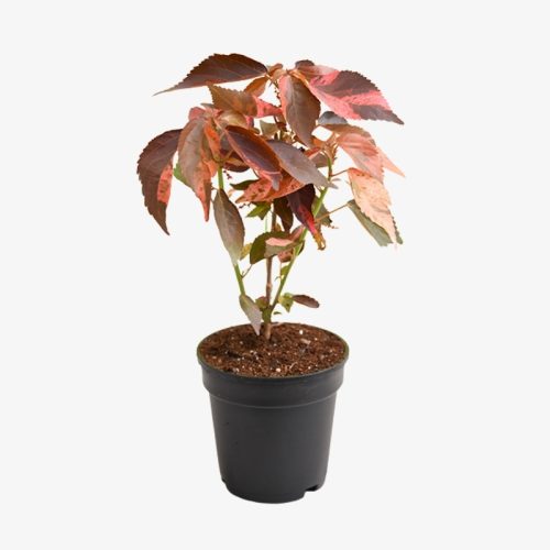 acalypha-wilkesiana