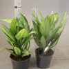 Aglaonema “Silver Queen” Chinese Evergreen Plant