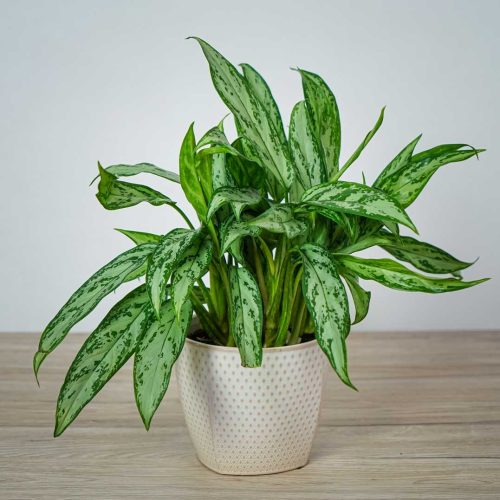 aglaonema-silver-queen