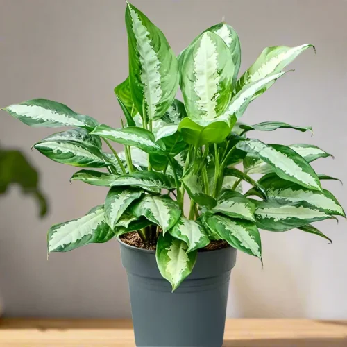 Aglaonema Pattaya Beauty