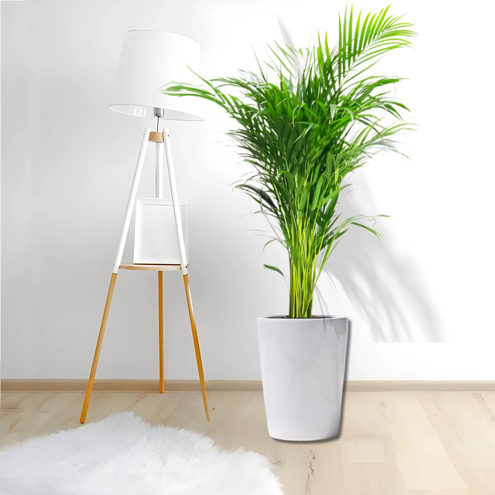 areca palm bedroom plants