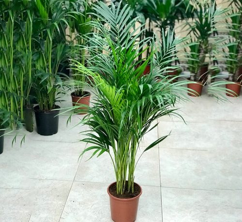 Chrysalidocarpus lutescens or Areca Palm - Buy Online - Green Souq UAE