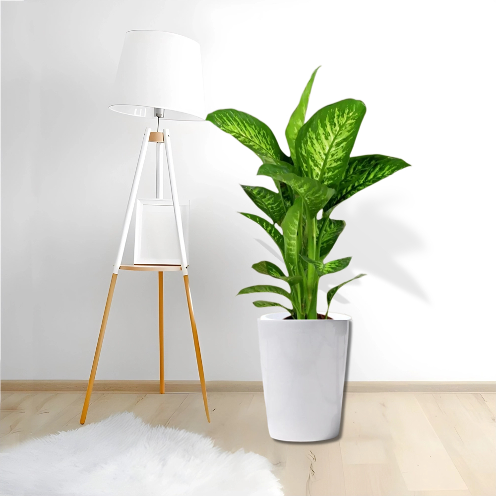 deiffenbachia bedroom plants