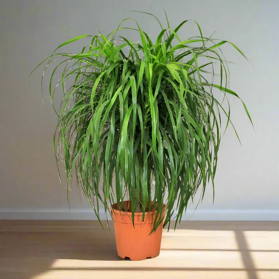 dracena-draco-greensouq