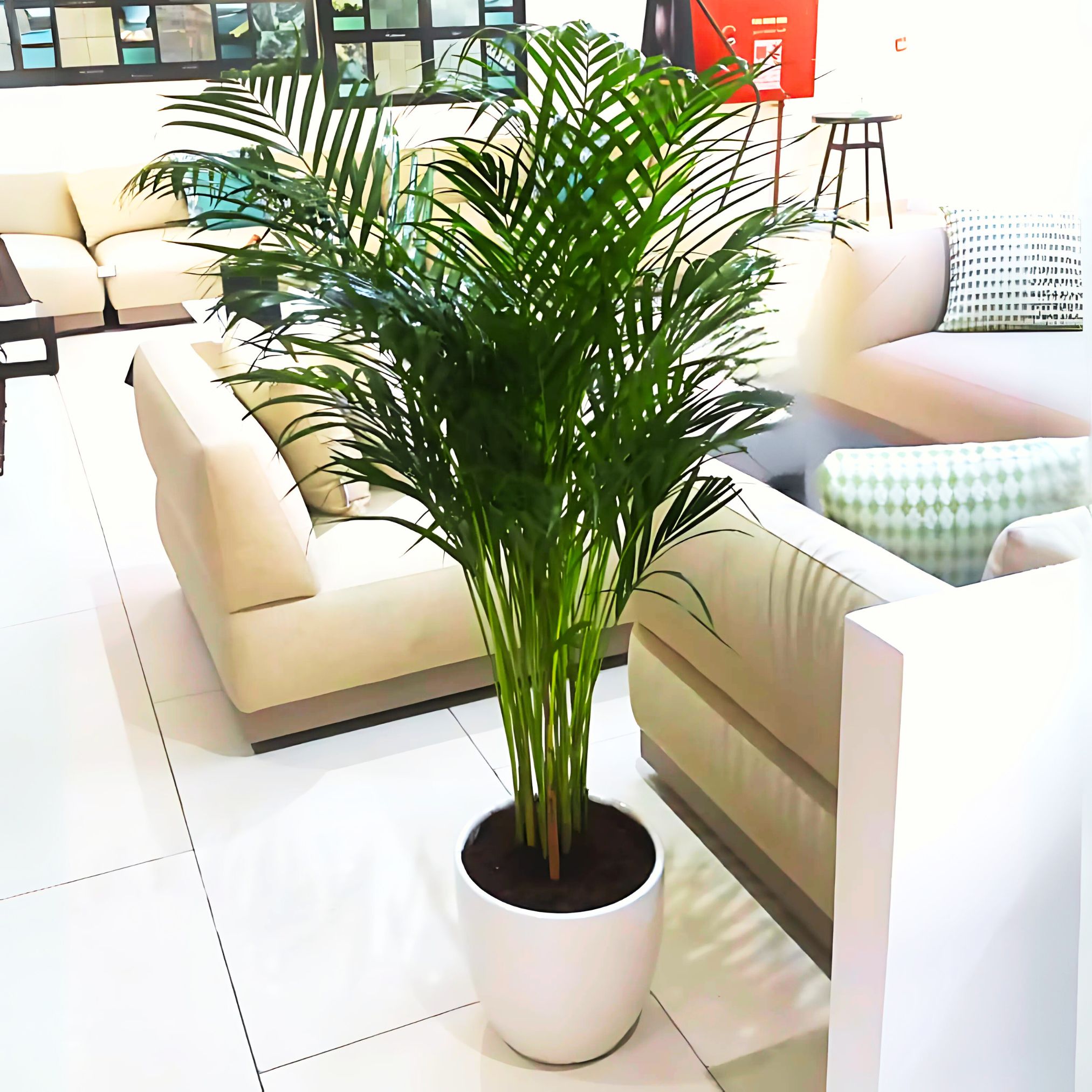 Areca Palm Small