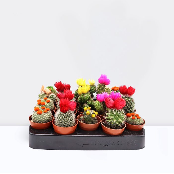 ornamental cactus