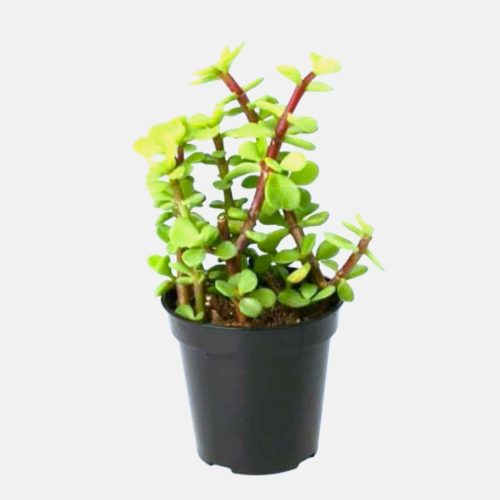 portulaca elephant bush greensouq.ae