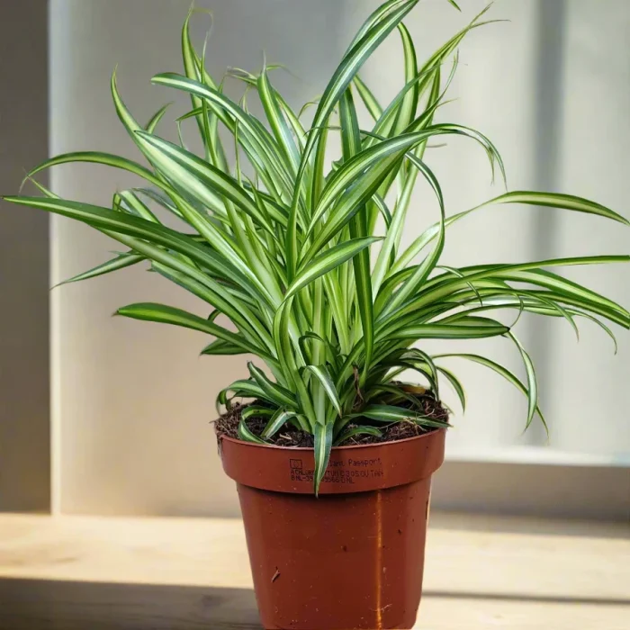 spider plant greensouq