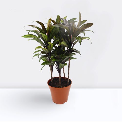 Dracaena Compacta