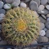 ball cactus Echinocactus grusonii (Golden Barrel Cactus, Mother-in-law Cushion) 30-40cm Spread