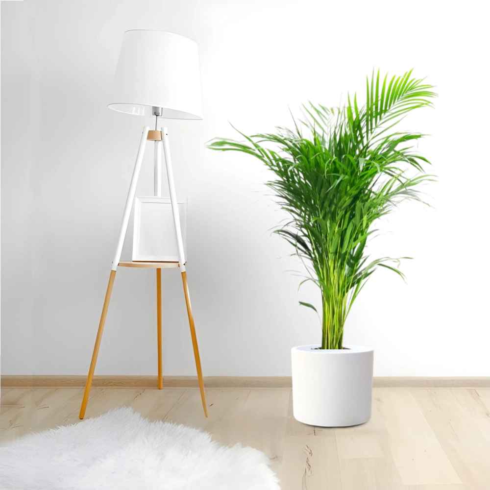 areca palm greensouq