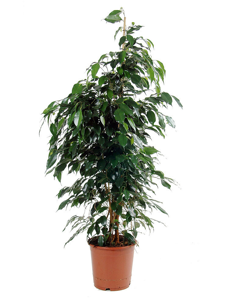 Ficus benjamina Or Danielle (Weeping Fig) | Buy Online - Green Souq UAE