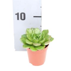 echeveria