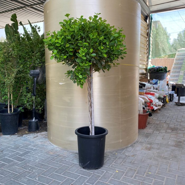 Ficus diversifolia twisted trunk topiary