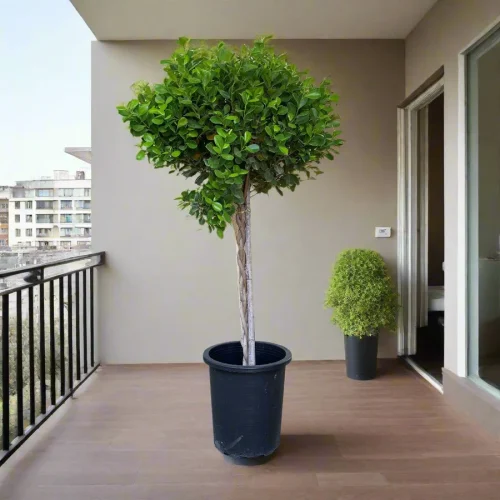 ficus panda twisted trunk greensouq