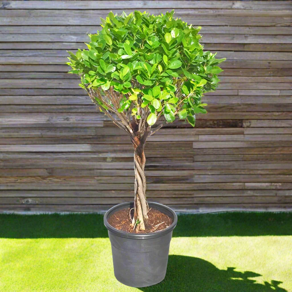 ficus panda twisted single head