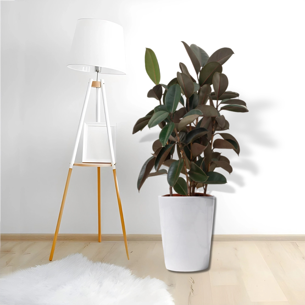 rubberplant bedroom plants