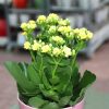 Kalanchoe blossfeldiana or Flaming Katy