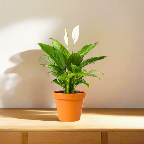 Peace Lily