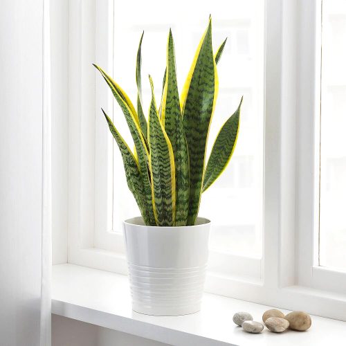 Snake Plant