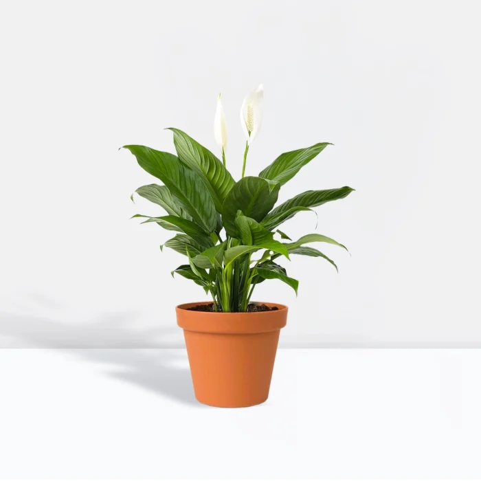 Peace Lily