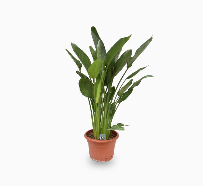 strelitzia reginae or Bird of Paradise طائر الجنة (Indoor) 50 – 60cm