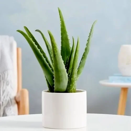 aloevera -indoor