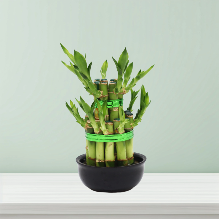 lucky bamboo 2 step