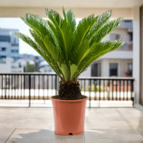 Cycas revoluta “sago palm”