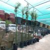 Bambus green or Tropical Bamboo 3.0 – 3.5m