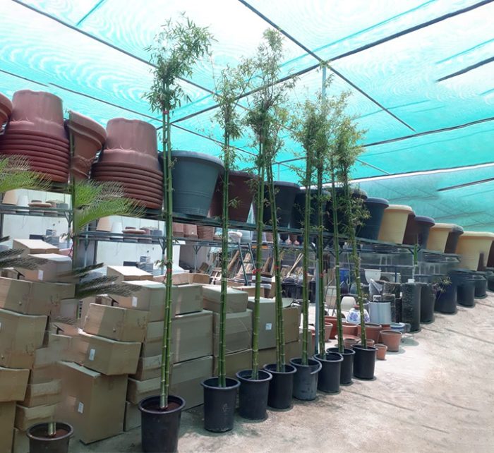 Bambus green or Tropical Bamboo 3.0 – 3.5m