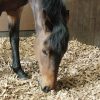 Pine Flakes or Shavings “Horse Bedding” 14KG