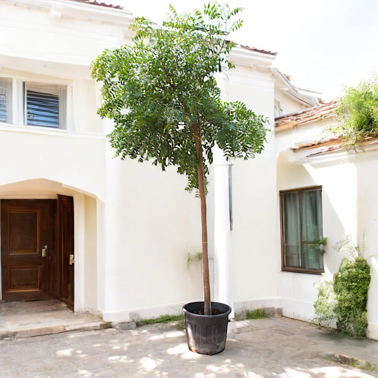 neem tree 3.0-3.5m greensouq