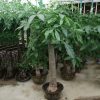 Pachira aquatica, Money Tree “120-150mm Trunk Dia”