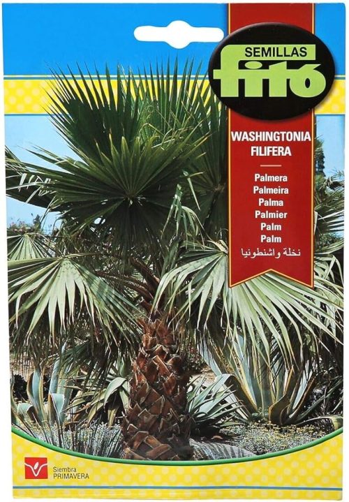 fito fan palm seeds