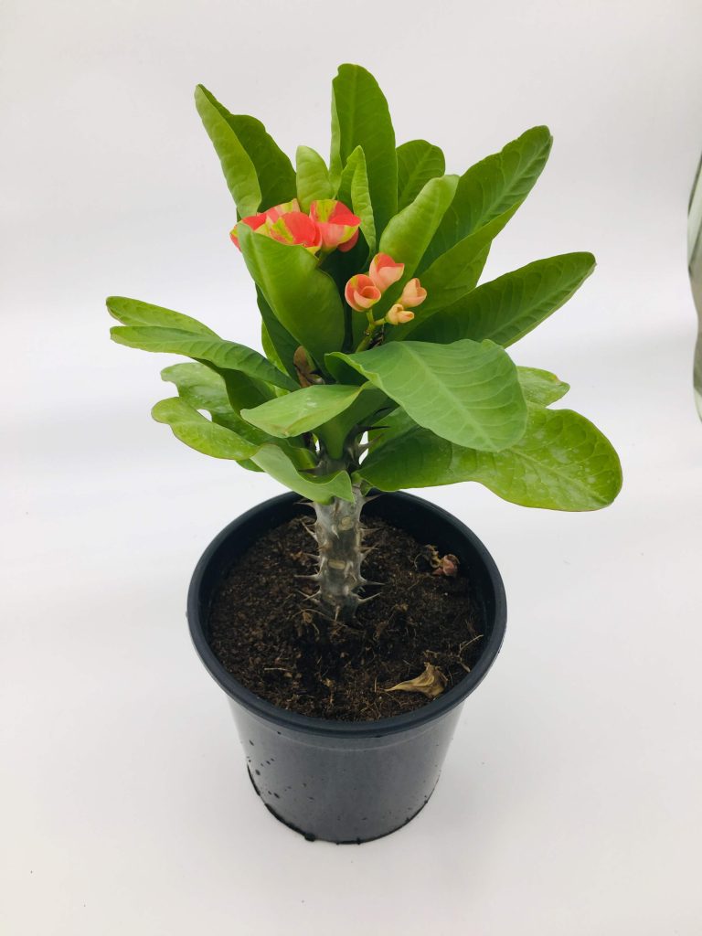 Euphorbia milii or Crown Of Thorns 20-30cm | Green Souq UAE