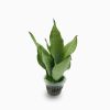 Snake Plant “Moon Shine” 25-30cm