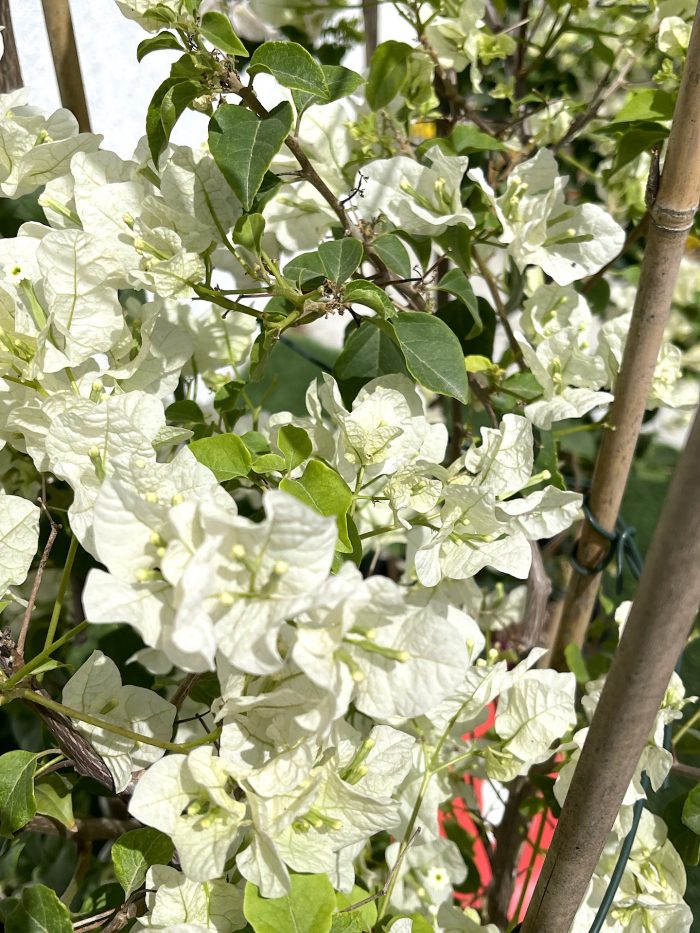 bougainvillea white