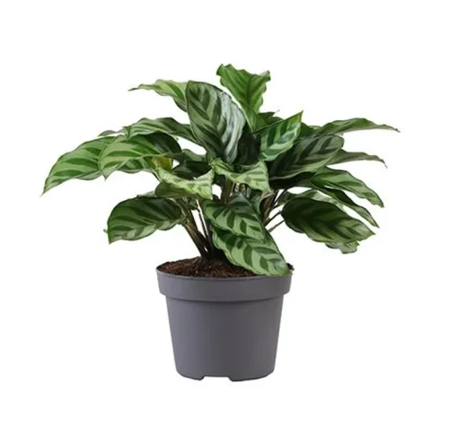 calathea zebrina