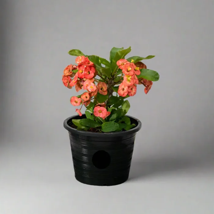 Euphorbia millii Or Crown of Thorns 25 – 35cm