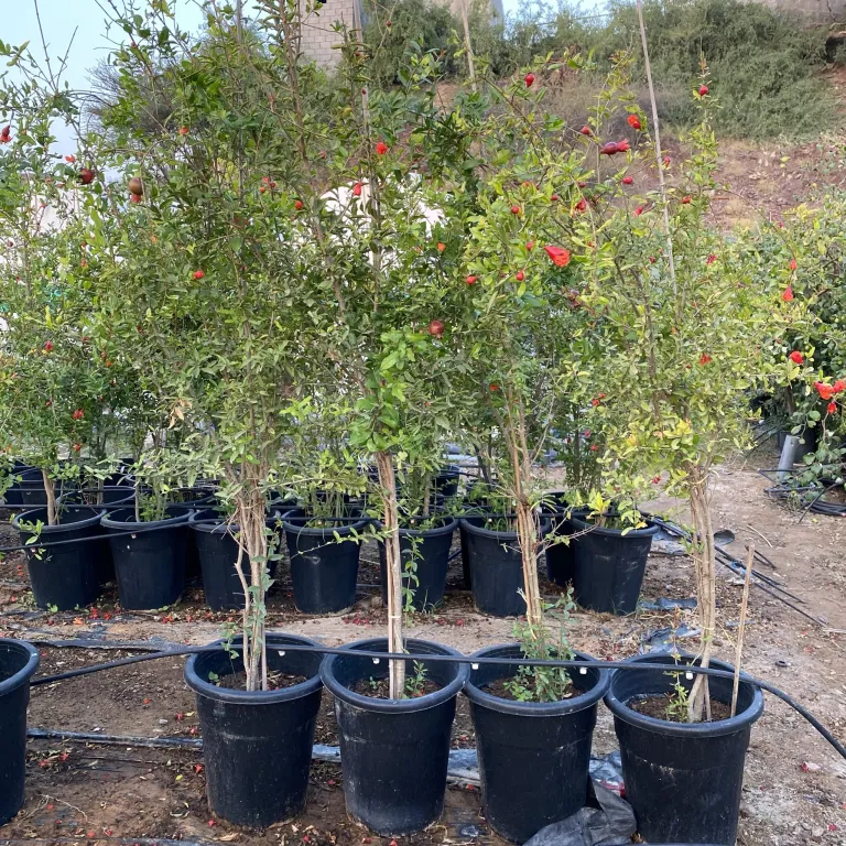 Punica granatum Or Pomegranate Tree شجرة الرمان