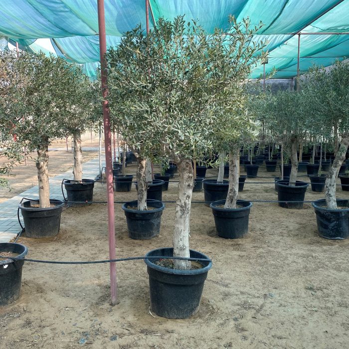 olive mature