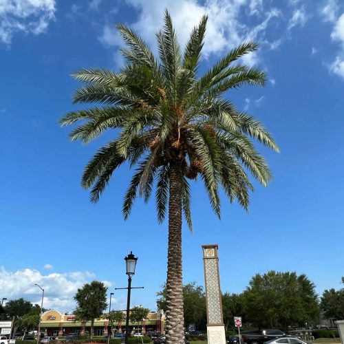 Phoenix sylvestris, Wild or Silver Date Palm