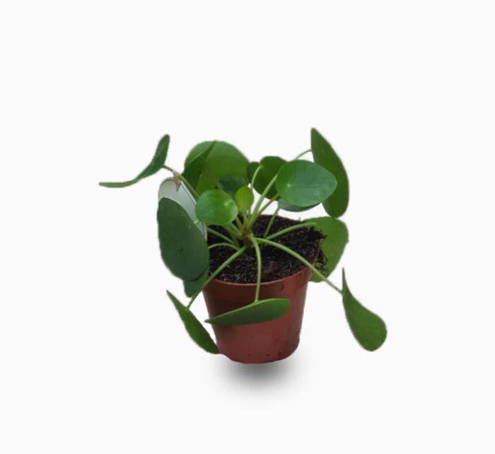 Pilea Peperomioides Or Chinese Money Plant Buy Online Green Souq Uae