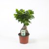 ficus ginseng bonsai